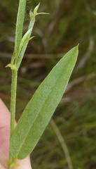 Psoralea plauta