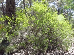 Styphelia mutica