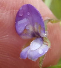 Psoralea plauta