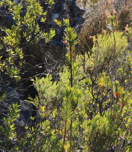 Ixianthes retzioides (Ixianthes retzioides)