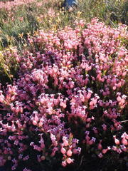 Erica junonia minor
