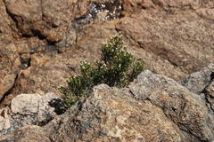 Dolichothrix ericoides