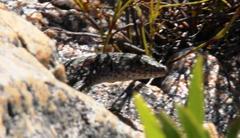 Australolacerta australis