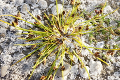 Cyperus pannonicus