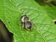 Anthophora terminalis