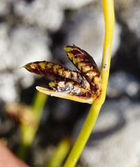 Cyperus pannonicus