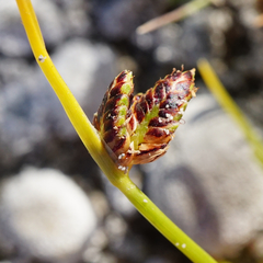 Cyperus pannonicus