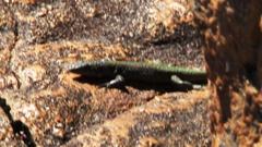 Australolacerta australis