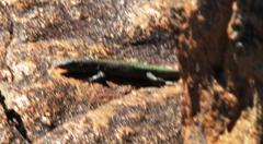 Australolacerta australis