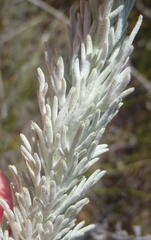 Athanasia pinnata