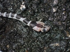 Lycodon subannulatus