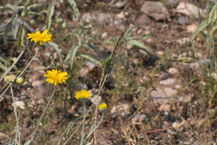 Erpetogomphus crotalinus