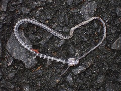 Lycodon subannulatus