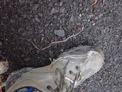 Lycodon subannulatus