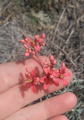 Jatropha cathartica