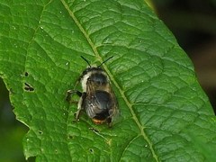 Anthophora terminalis