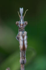 Empusa binotata