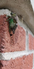 Neotibicen tibicen