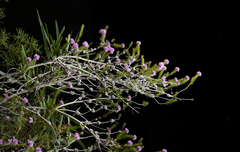 Melaleuca squamea