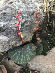 Begonia tapatia