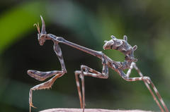Empusa binotata