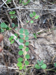 Phyllanthus heteradenius