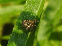 Pyrausta orphisalis