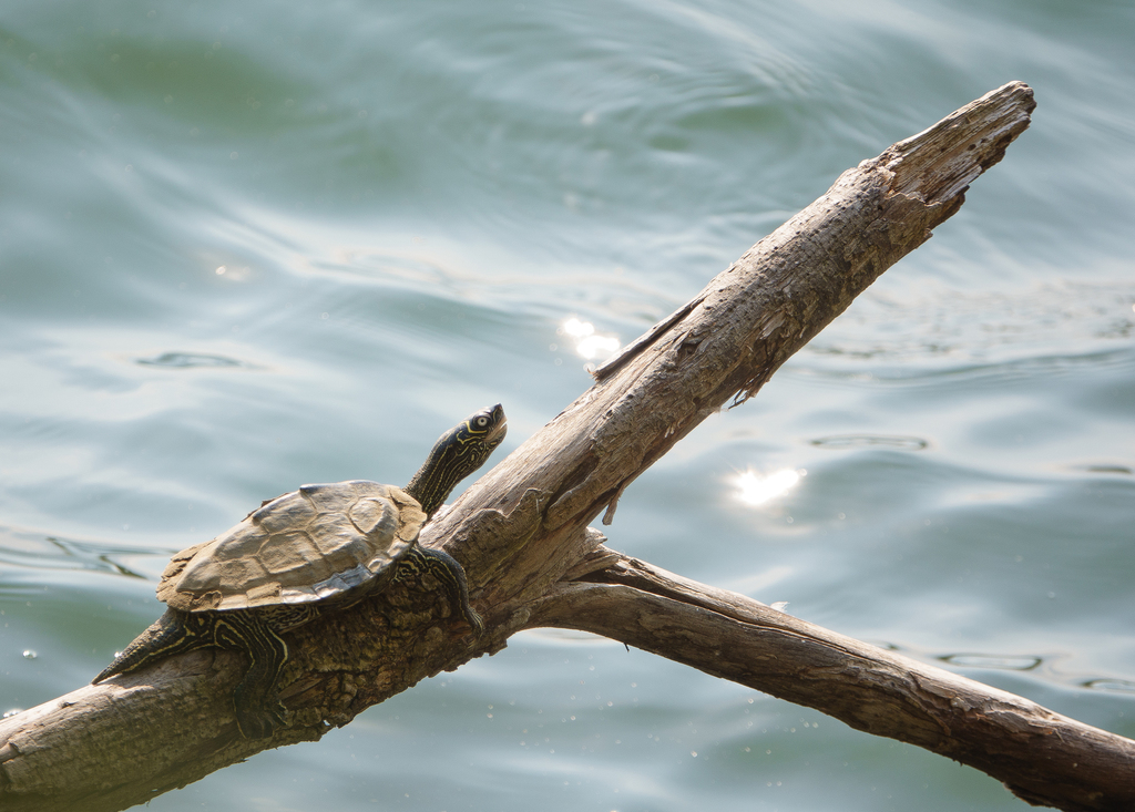 Mississippi Map Turtle In September 2021 By Jay Heiser INaturalist   Large 