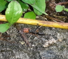 Odontomachus erythrocephalus