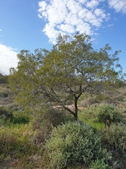 Acacia oswaldii