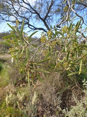 Acacia oswaldii