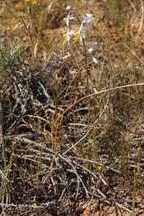 Cyanella orchidiformis