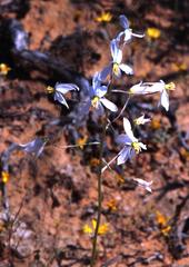Cyanella orchidiformis