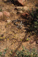 Cyanella orchidiformis