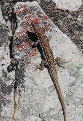 Pedioplanis burchelli