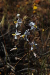 Cyanella orchidiformis