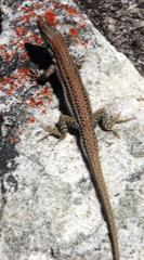 Pedioplanis burchelli