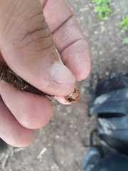 Hypocreodendron sanguineum