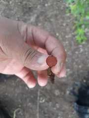 Hypocreodendron sanguineum