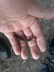 Hypocreodendron sanguineum