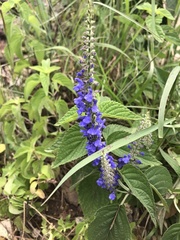 Salvia polystachia