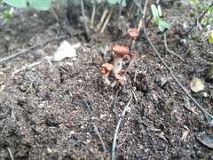 Hypocreodendron sanguineum