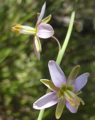 Heliophila cornuta squamata