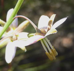 Heliophila cornuta squamata