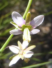 Heliophila cornuta squamata
