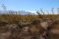 Leucadendron corymbosum