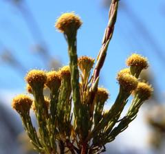 Leucadendron corymbosum