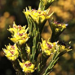 Leucadendron corymbosum