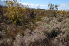 Leucadendron corymbosum