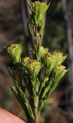 Leucadendron corymbosum